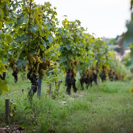 Au Milieu Des Vignes *